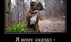 Аппорт