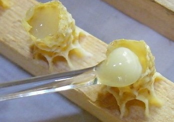 Нативное маточное молочко