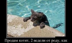 Продам котят