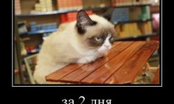 За 2 дня до отпуска