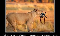 Несъедобная часть туриста