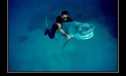 Дельфинчики приплыли